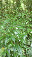 Plancia ëd Psychotria simmondsiana F. M. Bailey