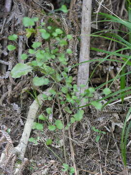 Image of Coprosma spathulata subsp. spathulata