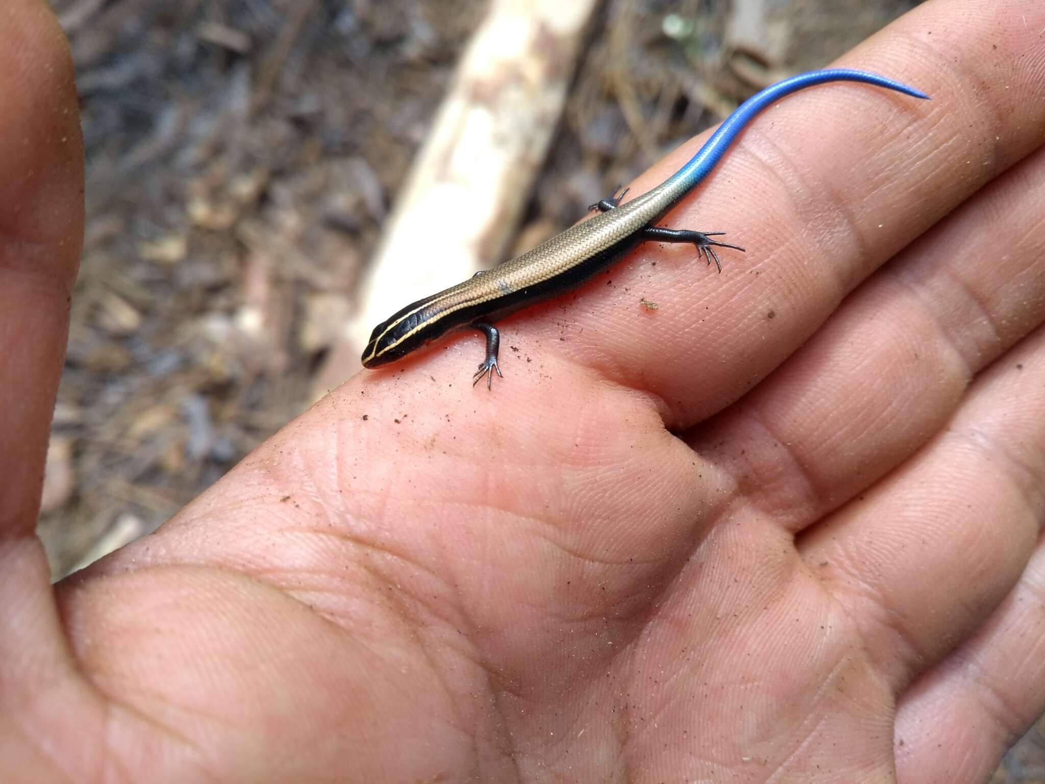 Image of Oak Forest Skink