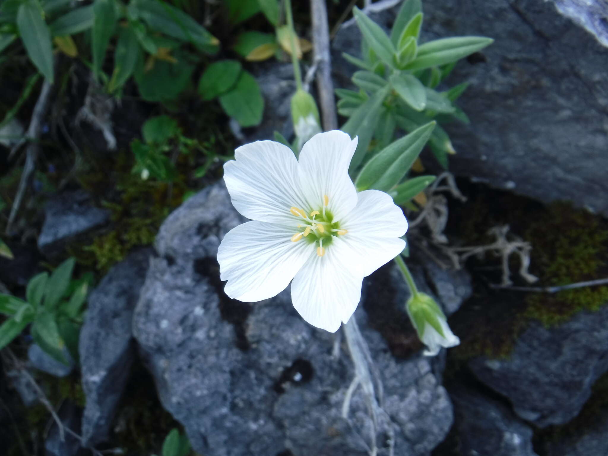 Imagem de Cerastium lithospermifolium Fisch.