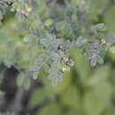 Image of low prairie clover