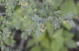 Слика од Dalea scandens var. paucifolia (J. M. Coult.) Barneby