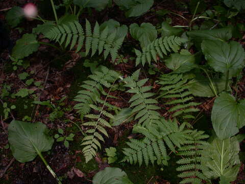 Image de Dryopteris clintoniana (D. C. Eat.) Dowell