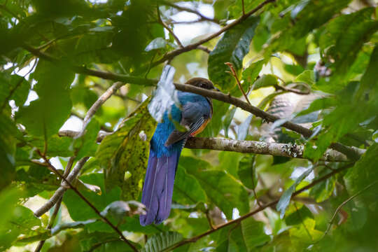 Image of Bar-tailed Trogon