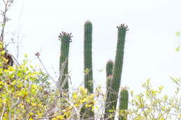 Image of Cephalocereus nudus