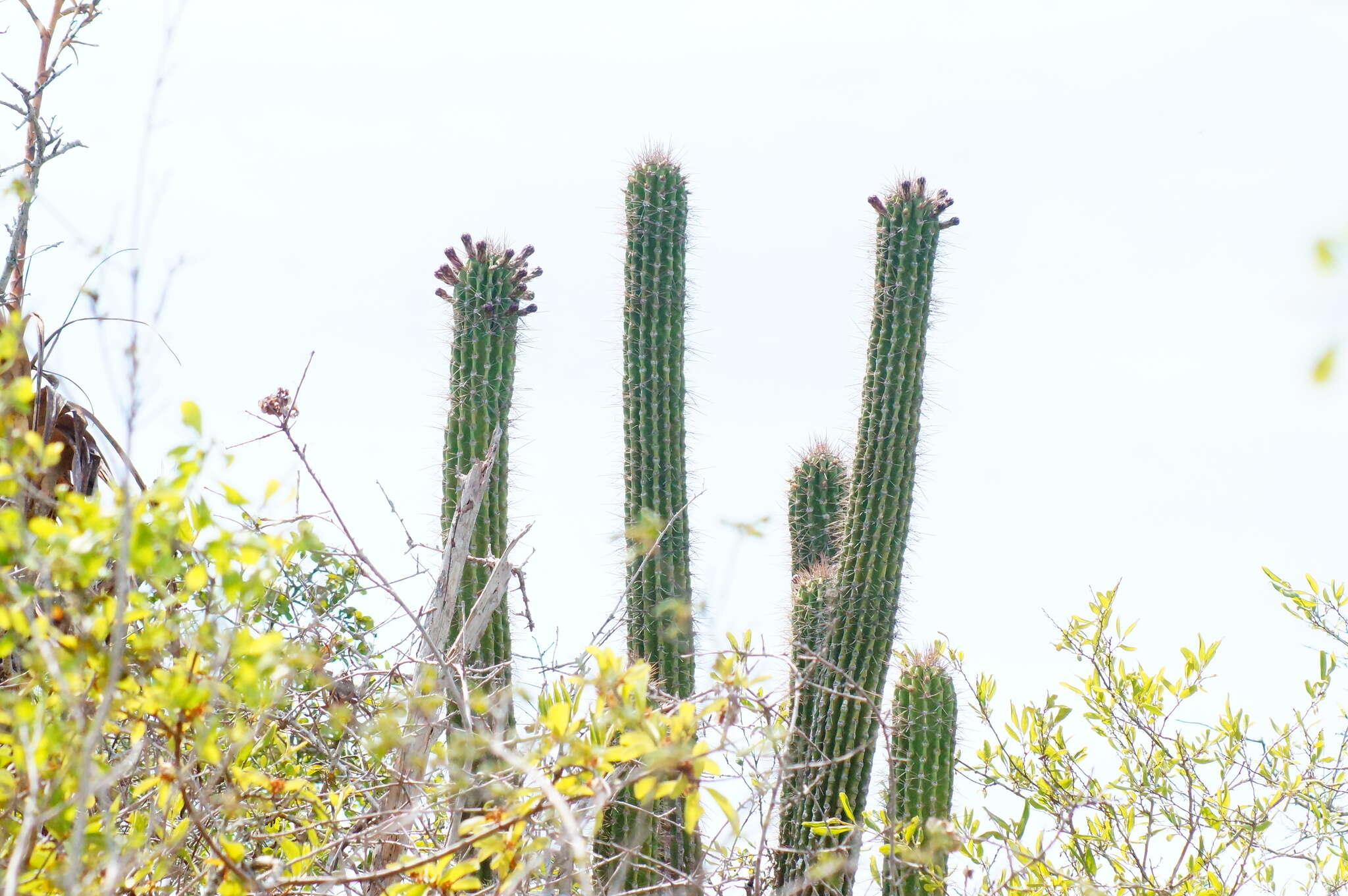 Image of Cephalocereus nudus