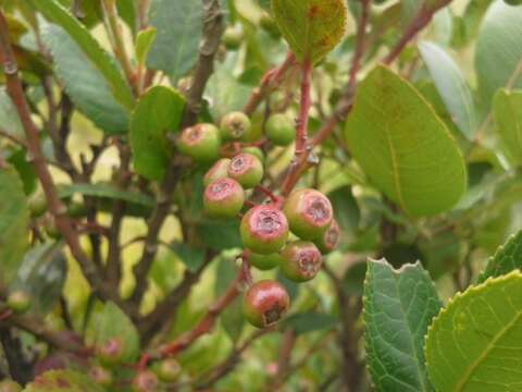 Image of Vaccinium exul Bolus