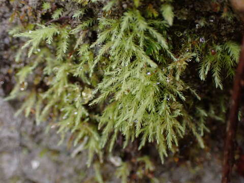 Image of Wahlenberg's pohlia moss