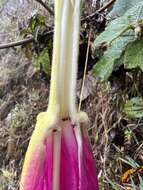 Image of Passiflora coactilis (Mast.) Killip