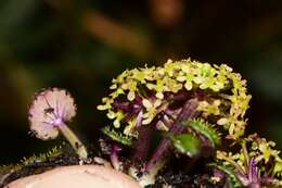 Imagem de Diplaspis cordifolia (Hook.) Hook. fil.