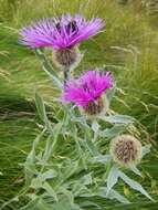 Image of singleflower knapweed