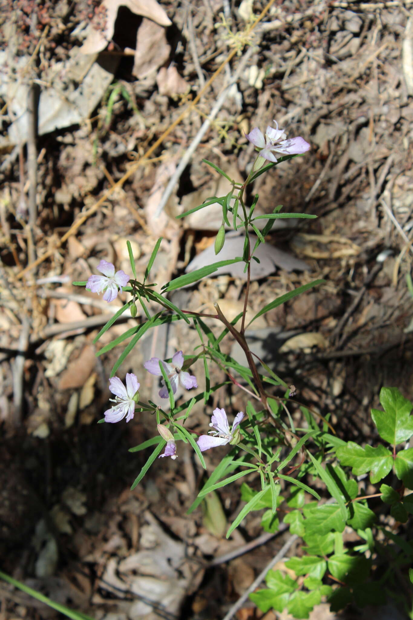 Image de Clarkia bottae (Spach) H. & M. Lewis