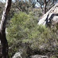 Image of Persoonia terminalis L. A. S. Johnson & P. H. Weston