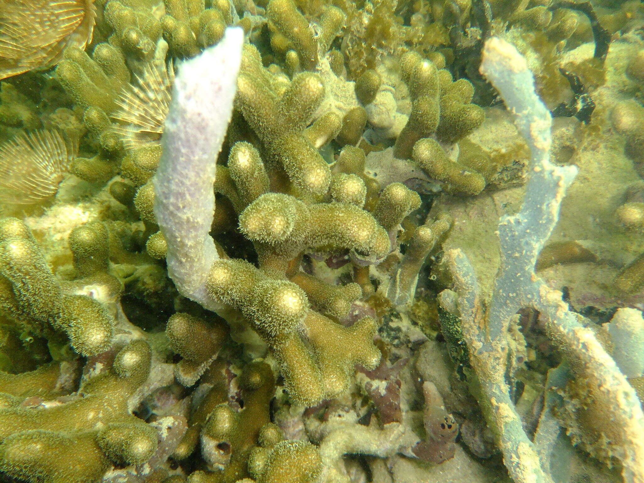 Image of Branched Finger Coral