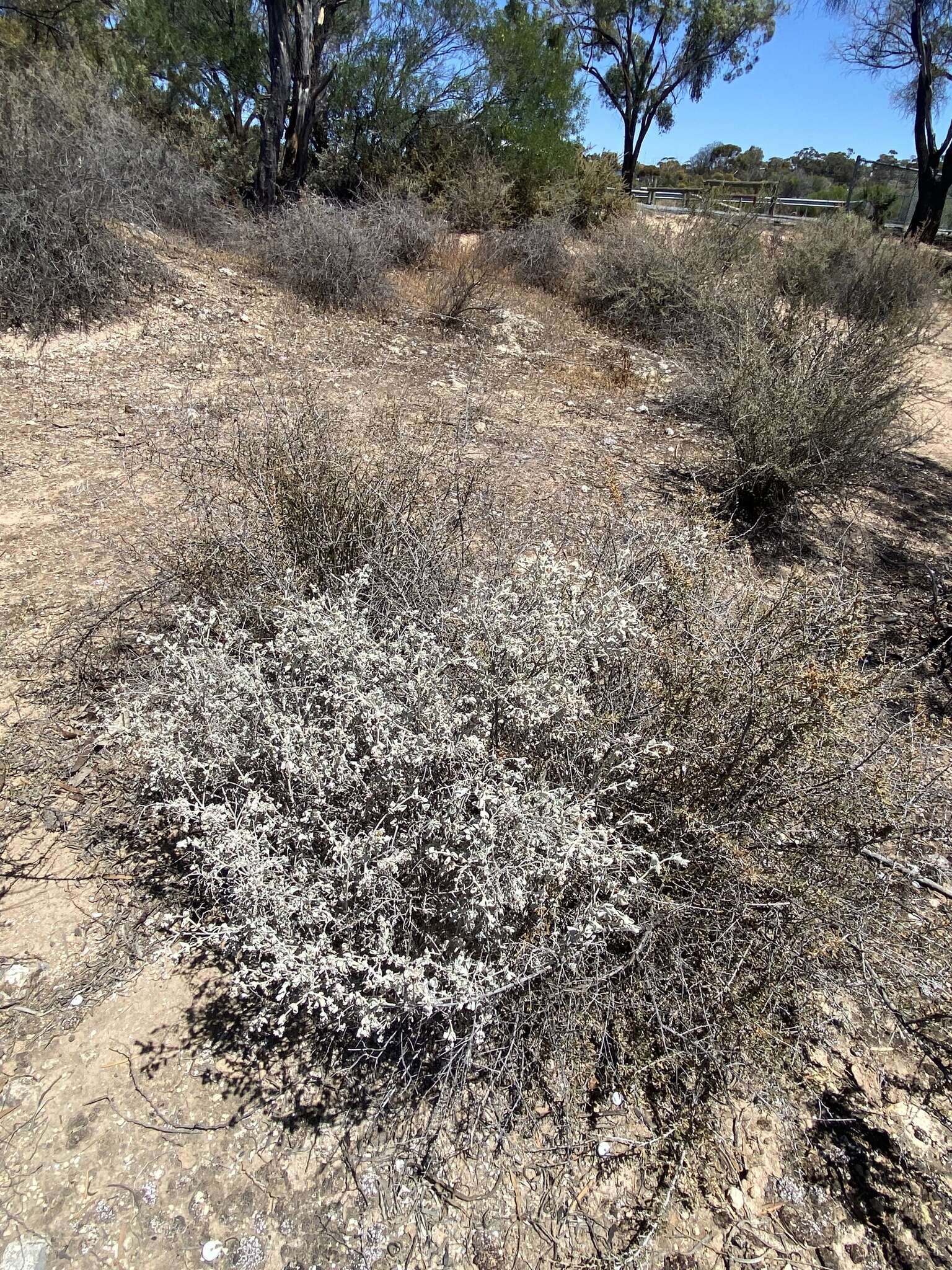 Image of Chenopodium curvispicatum P. G. Wilson