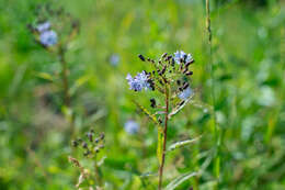 Plancia ëd Lactuca sibirica (L.) Maxim.