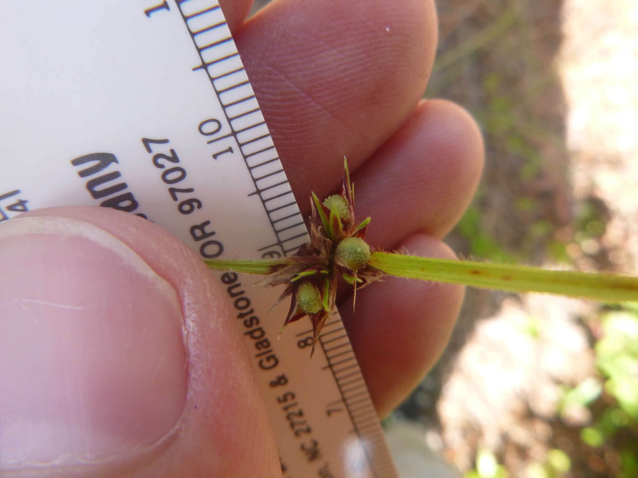 Scleria pauciflora Muhl. ex Willd. resmi