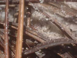 Image of Cobweb weaver