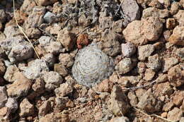 Image of Mammillaria nana Backeb. ex Mottram