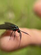 صورة Ceramidia fumipennis Walker 1854