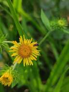 Imagem de Inula japonica Thunb.