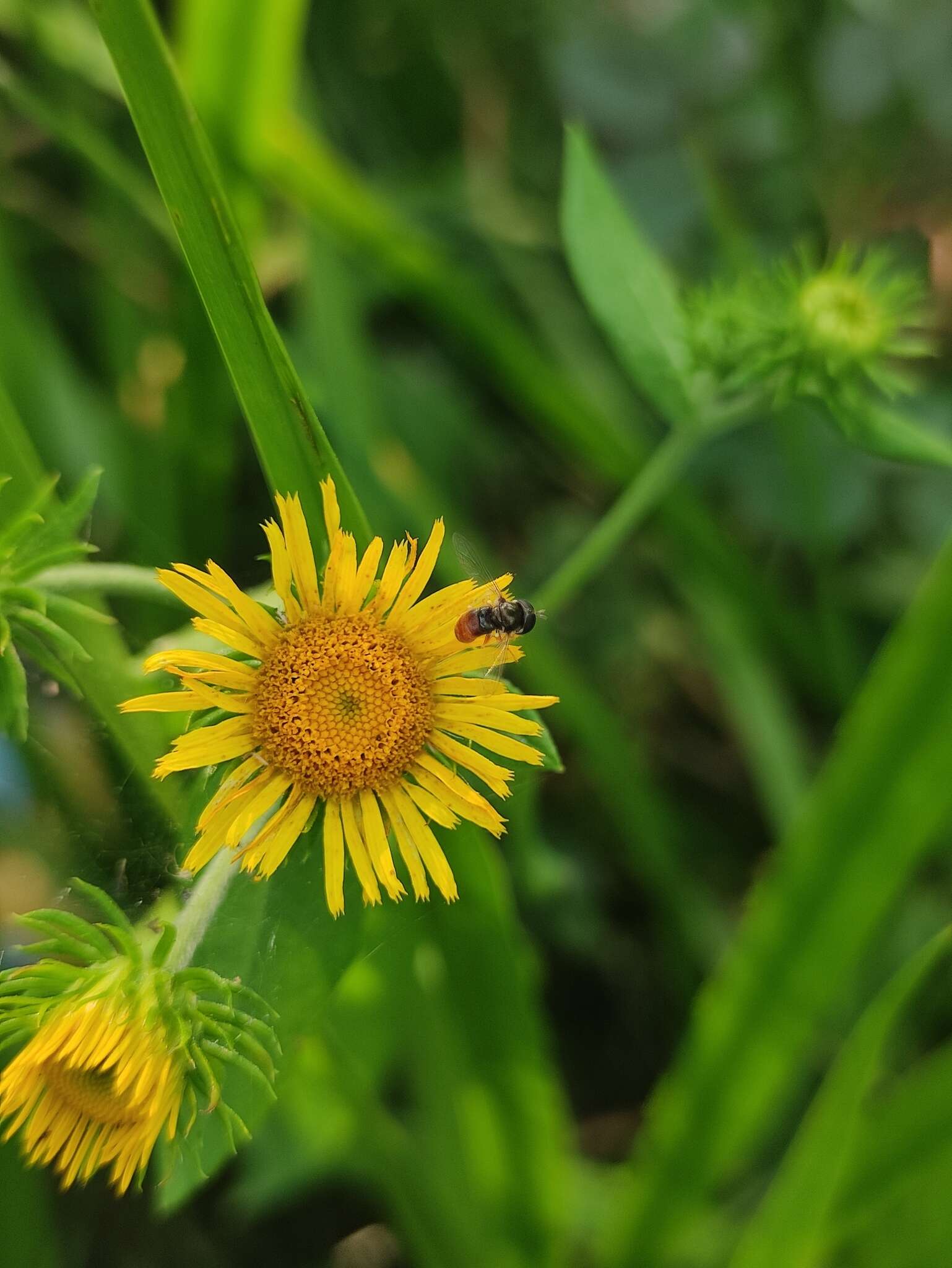 Imagem de Inula japonica Thunb.