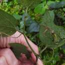 Image of Passiflora complanata J. M. Mac Dougal