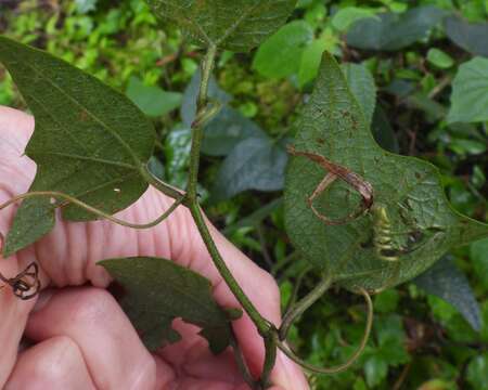 Passiflora complanata J. M. Mac Dougal resmi