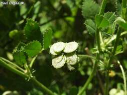 Image of Medicago tornata (L.) Mill.