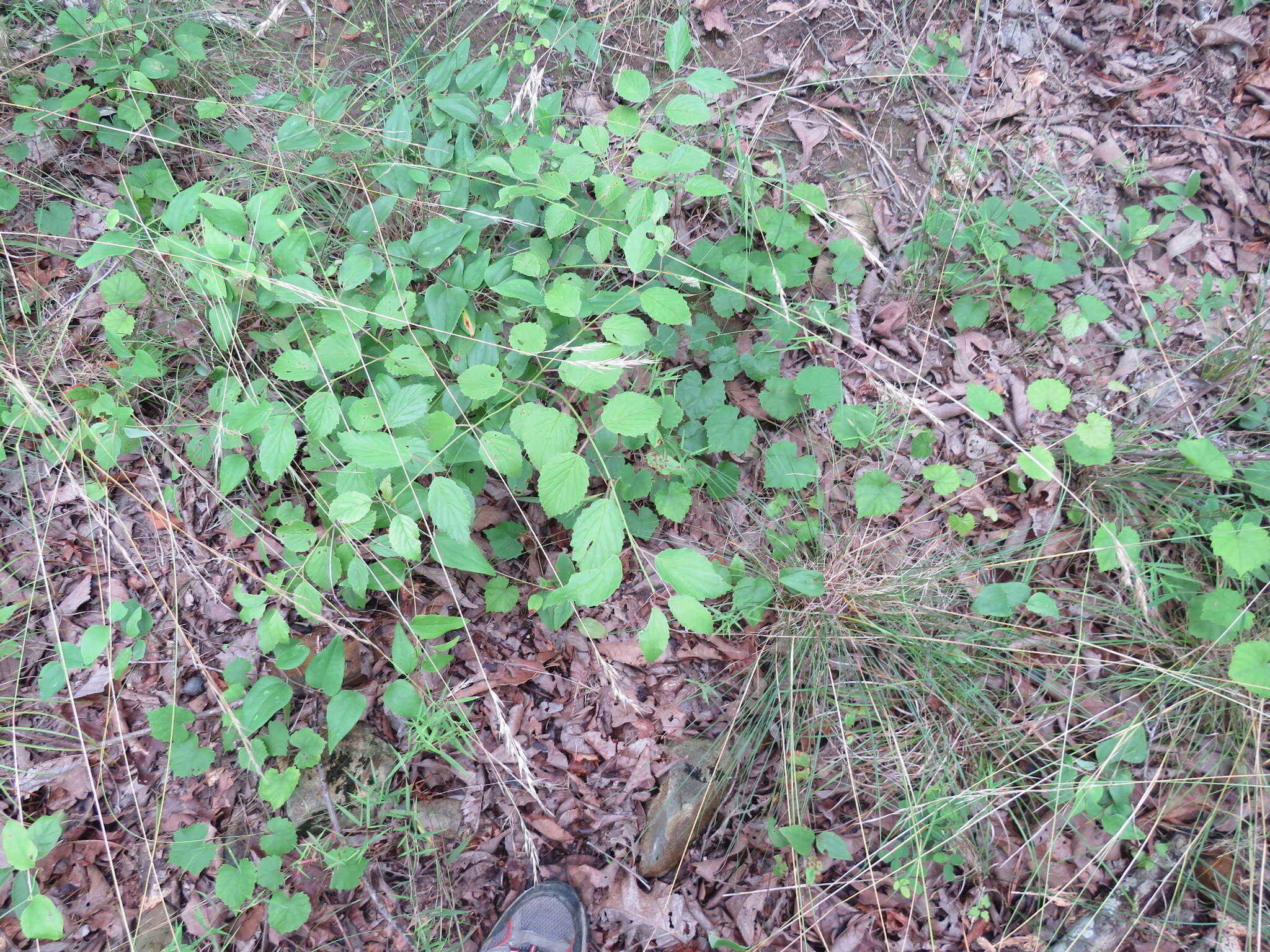 Image de Viburnum alabamense (Mc Atee) Sorrie