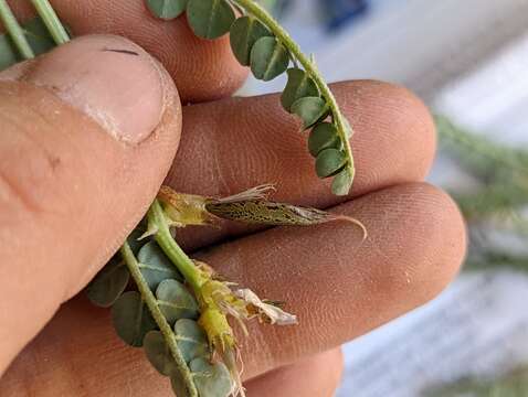 صورة Astragalus beckwithii var. purpureus M. E. Jones