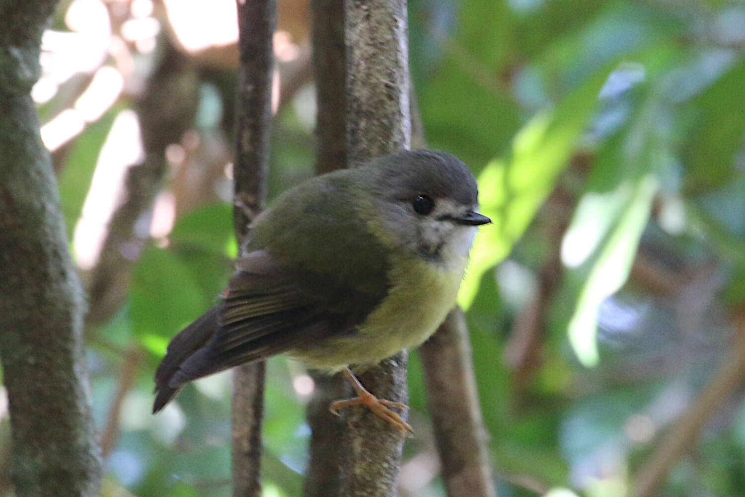 Image of Pale-yellow Robin