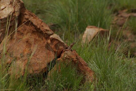 Image of Transvaal girdled lizard