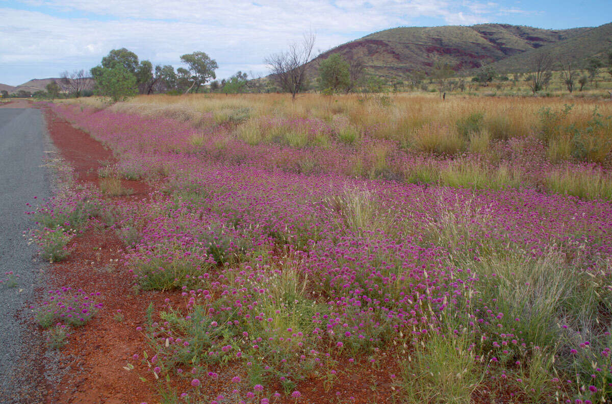 Image of Gomphrena canescens subsp. canescens