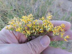 Image of threadleaf snakeweed