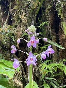 Spathoglottis pacifica Rchb. fil. resmi