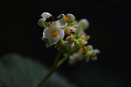 Image of Begonia exalata C. DC.