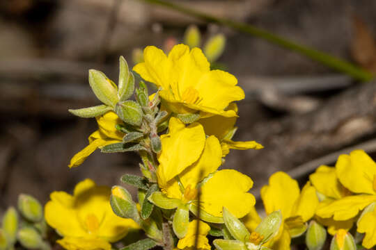 Plancia ëd Hibbertia australis N. A. Wakefield