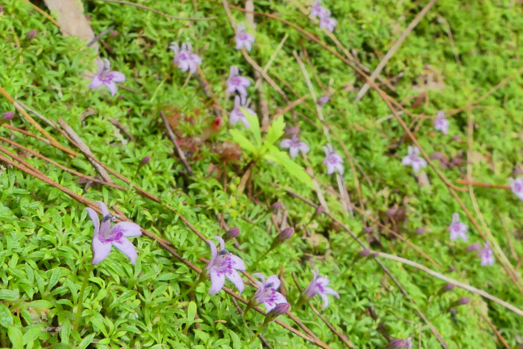 Sivun Lobelia muscoides Cham. kuva