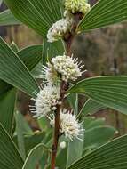 Image of Hakea benthamii I. M. Turner