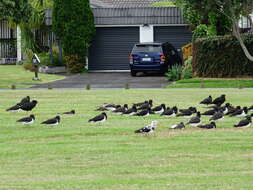 Image of South Island Oystercatcher