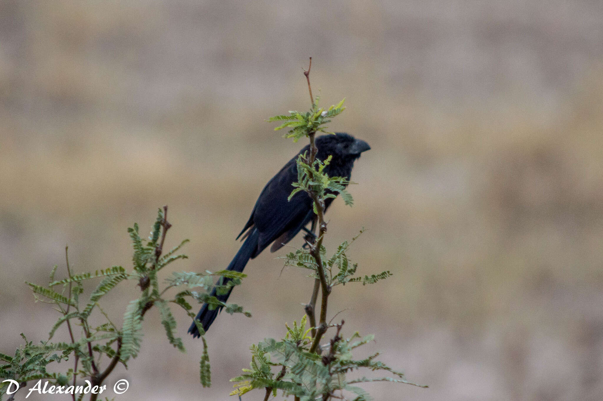 Imagem de Crotophaga Linnaeus 1758