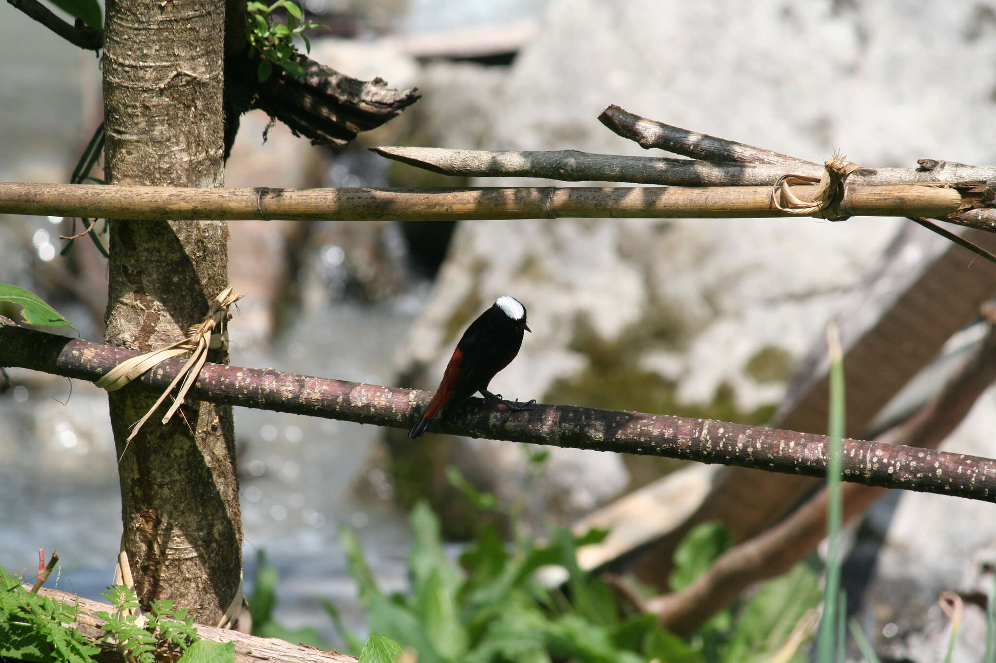 Image of White-capped Redstart