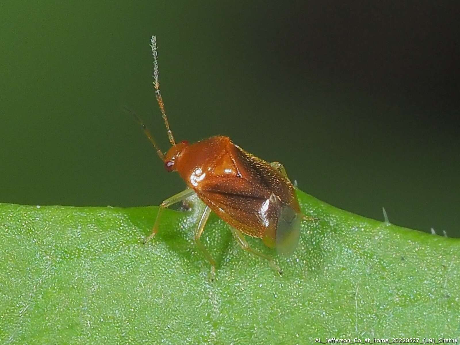 Image of Monalocoris americanus Wagner & Slater 1952