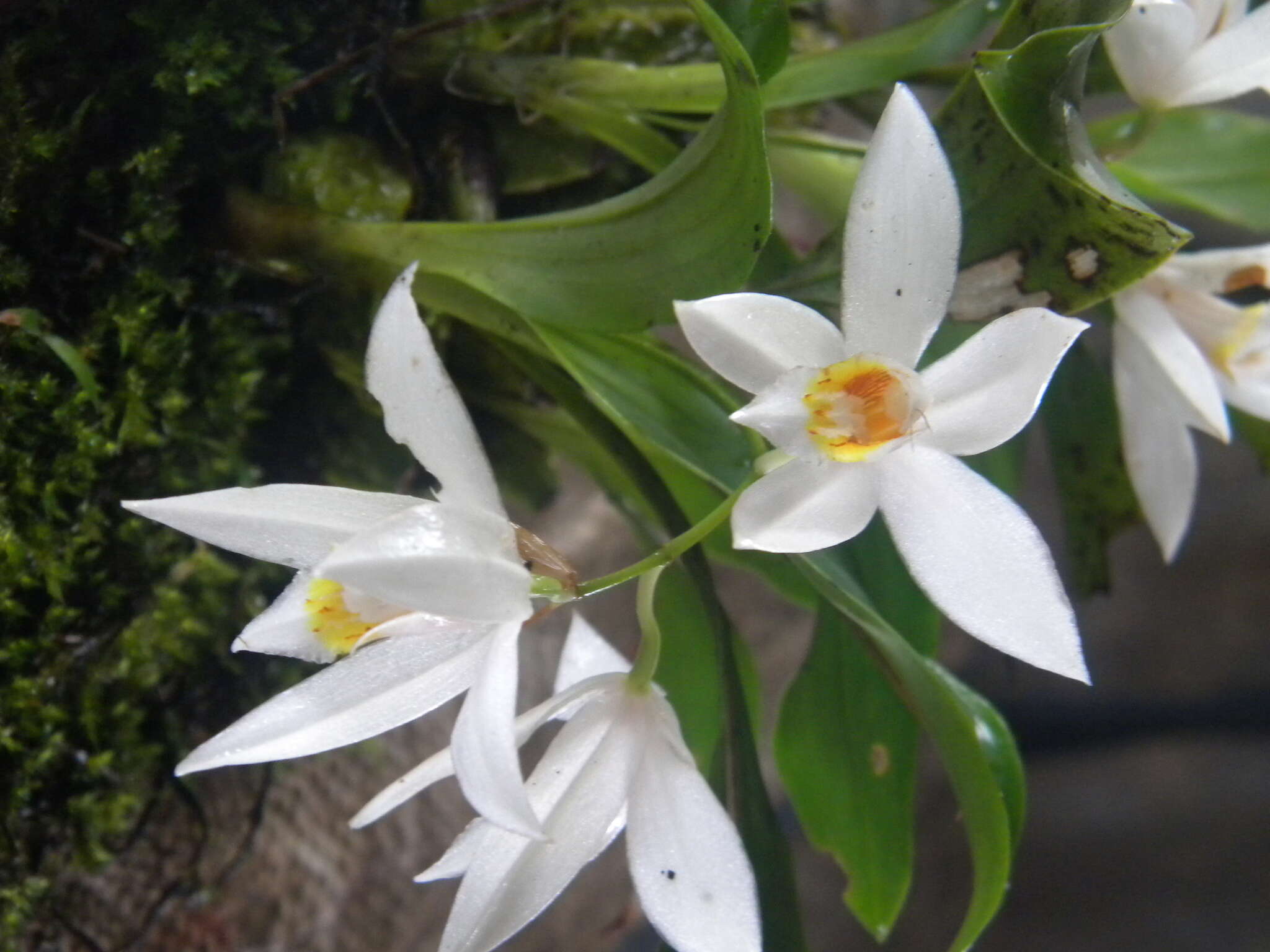 Image of Coelogyne nervosa A. Rich.