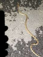 صورة Protobothrops mucrosquamatus (Cantor 1839)