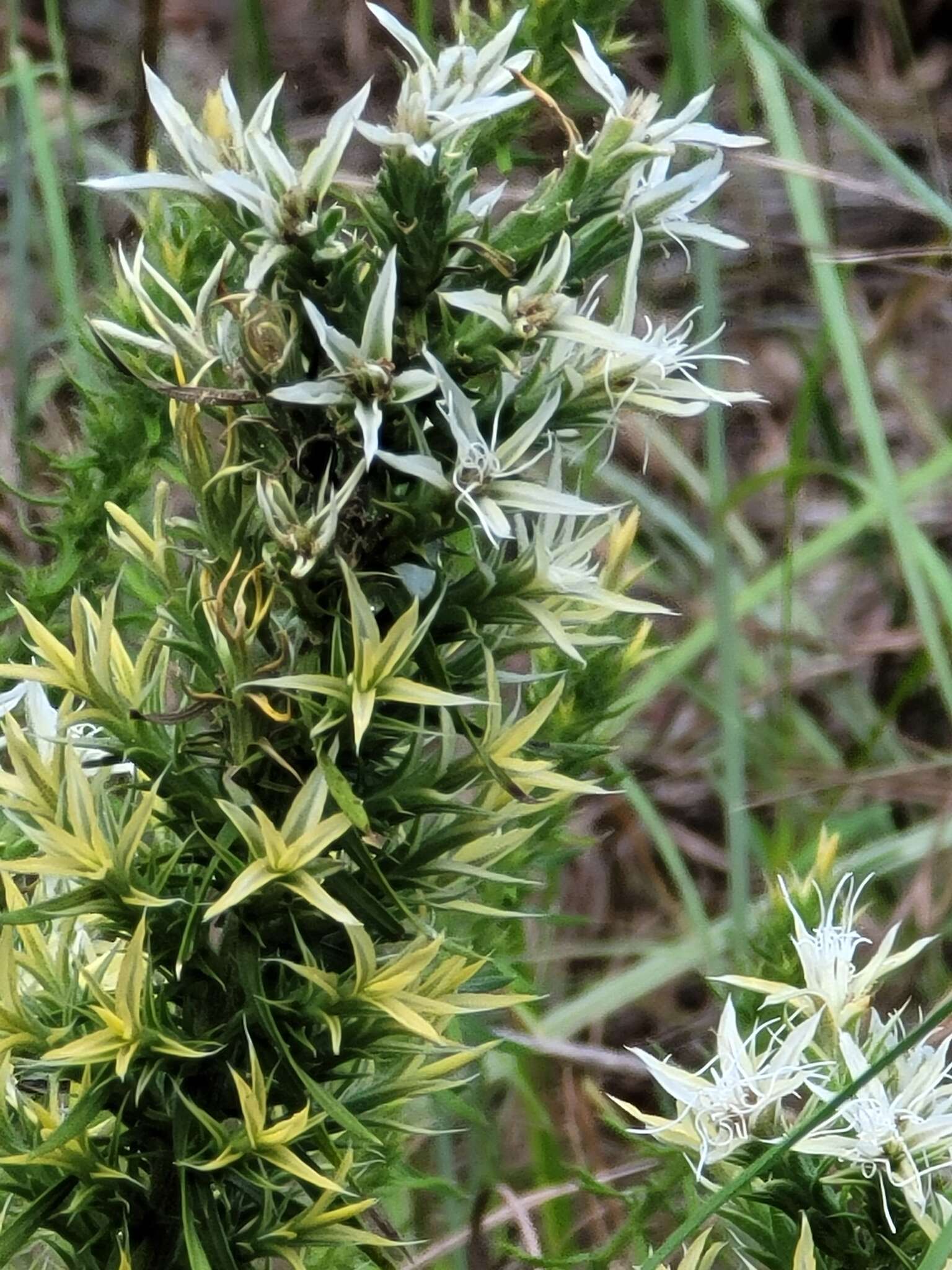 Image of Liatris bridgesii (Mayfield) G. L. Nesom