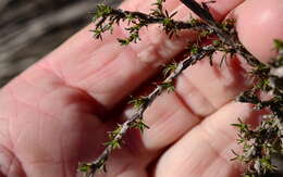 Image of Cliffortia acockii Weim.