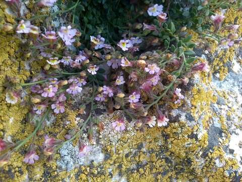 Слика од Chaenorhinum origanifolium (L.) Fourr.