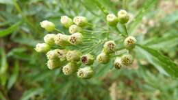 Plancia ëd Nidorella ivifolia (L.) J. C. Manning & Goldblatt